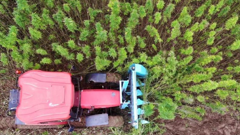 İbn-i Sina asırlar önce tavsiye etti! Değeri yeni anlaşılıyor - Kemoterapi tedavisinin şiddetini önlüyor - Resim: 2