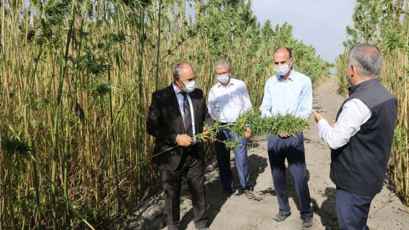 İbn-i Sina asırlar önce tavsiye etti! Değeri yeni anlaşılıyor - Kemoterapi tedavisinin şiddetini önlüyor - Resim: 3