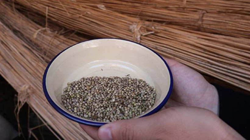 İbn-i Sina asırlar önce tavsiye etti! Değeri yeni anlaşılıyor - Kemoterapi tedavisinin şiddetini önlüyor - Resim: 4