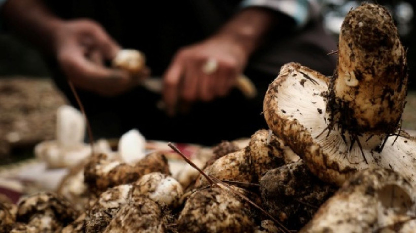 Talebe yetişmek zor- Köylüye 110 milyon lira gelir sağlıyor! Japonlar sırada bekliyor - Resim: 3