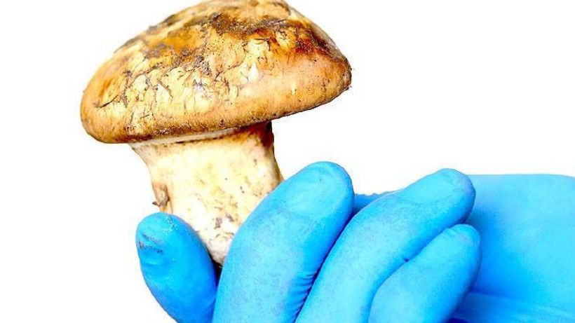 Talebe yetişmek zor- Köylüye 110 milyon lira gelir sağlıyor! Japonlar sırada bekliyor - Resim: 2