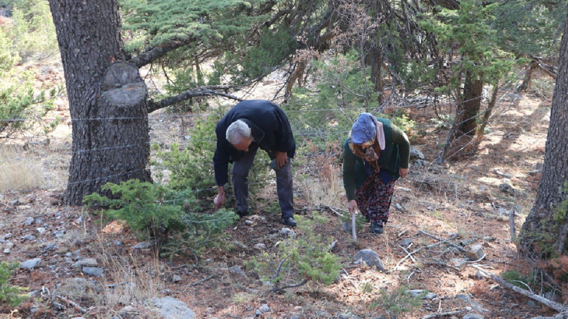 Talebe yetişmek zor- Köylüye 110 milyon lira gelir sağlıyor! Japonlar sırada bekliyor - Resim: 4