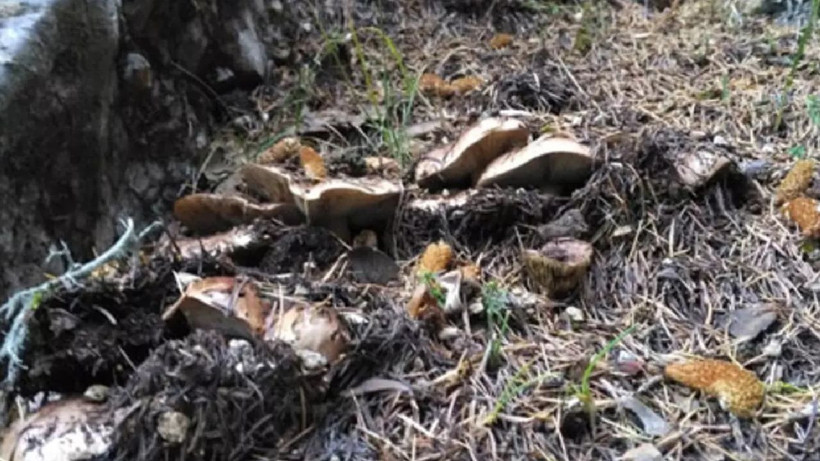 Talebe yetişmek zor- Köylüye 110 milyon lira gelir sağlıyor! Japonlar sırada bekliyor - Resim: 1