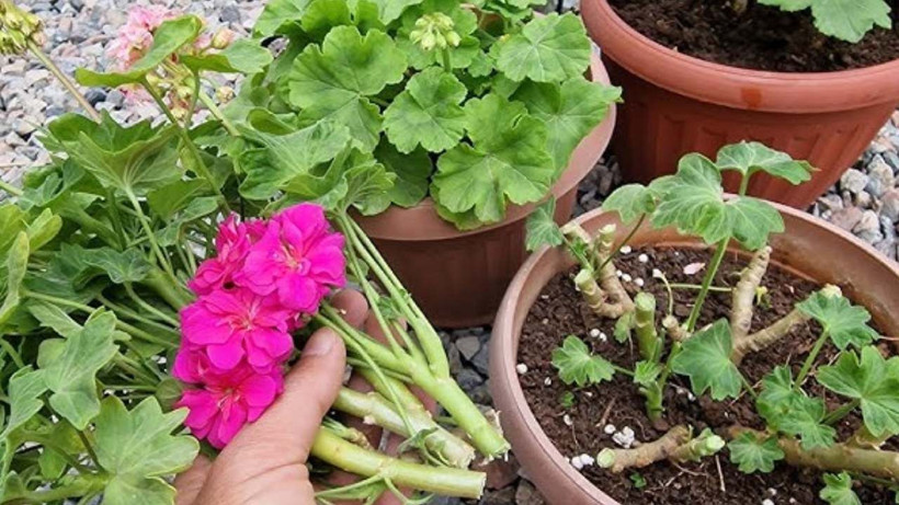 Duyduktan sonra çiçeklerinizin toprağına eklemek isteyeceksiniz - Çiçekleri coşturuyor - Resim: 1