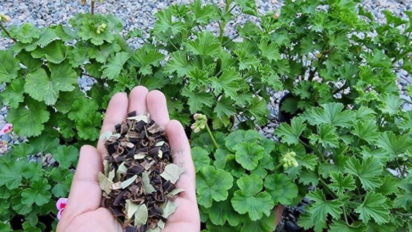 Duyduktan sonra çiçeklerinizin toprağına eklemek isteyeceksiniz - Çiçekleri coşturuyor - Resim: 2