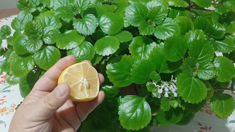 Duyduktan sonra çiçeklerinizin toprağına eklemek isteyeceksiniz - Çiçekleri coşturuyor - Resim: 3