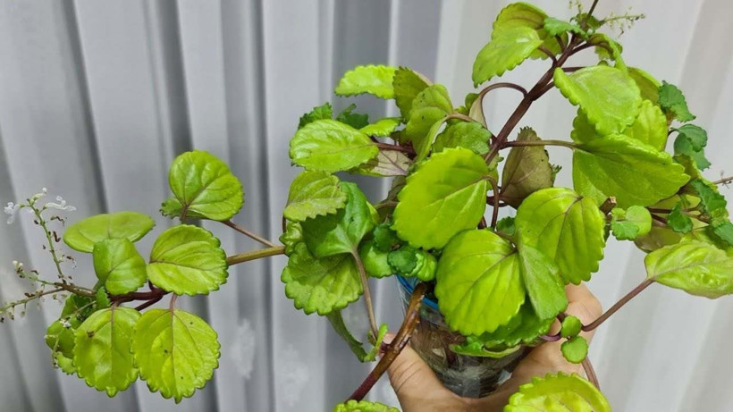 Duyduktan sonra çiçeklerinizin toprağına eklemek isteyeceksiniz - Çiçekleri coşturuyor - Resim: 4