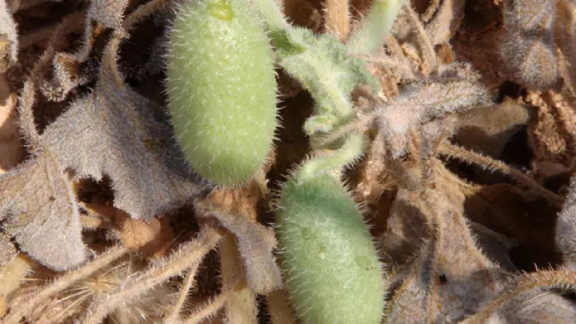 Yolda görüp hep patlattık- faydasını duyunca pişman olacaksınız - Resim: 3