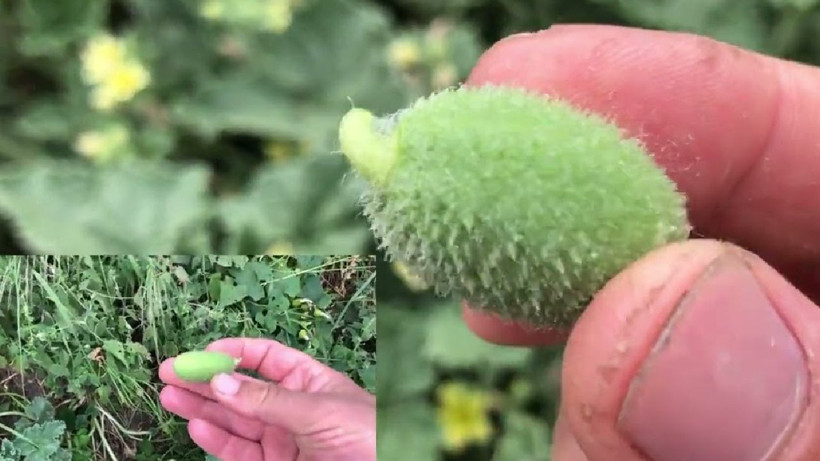 Yolda görüp hep patlattık- faydasını duyunca pişman olacaksınız - Resim: 2