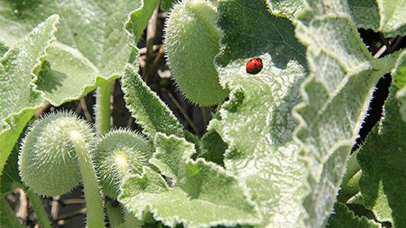Yolda görüp hep patlattık- faydasını duyunca pişman olacaksınız - Resim: 4