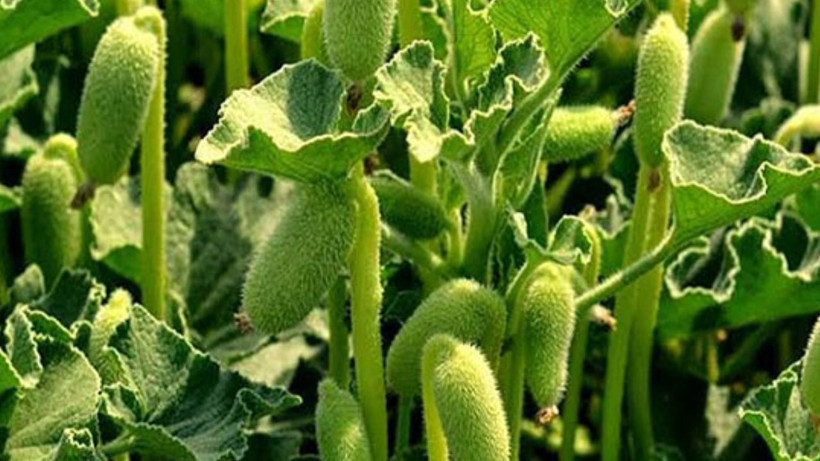 Yolda görüp hep patlattık- faydasını duyunca pişman olacaksınız - Resim: 1