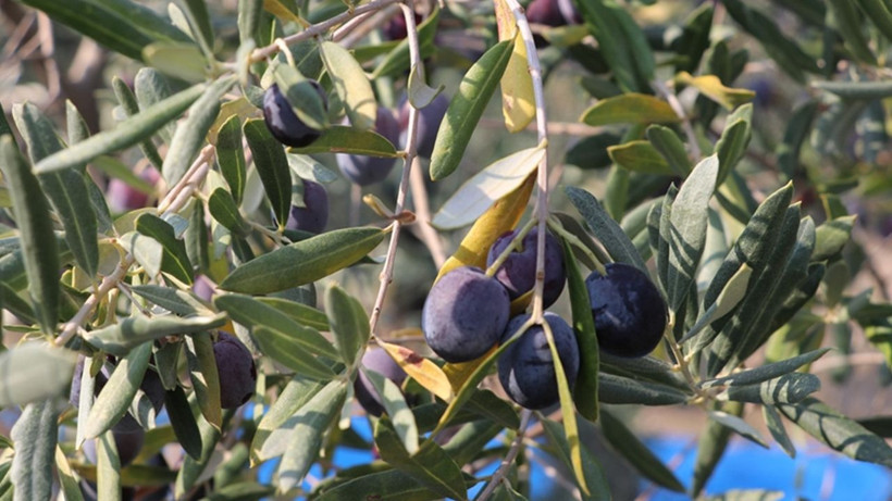 Bu iki malzeme zeytini pamuk gibi yapıyor! Acı aromadan eser kalmayacak - Resim: 4
