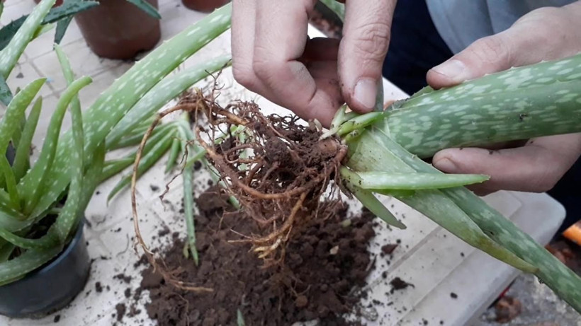 Hiç kimse farkında değilmiş - Farklı amaç için kullanıyorduk şimdi bu 3 bitki yatak odasında muhafaza ediliyor - Resim: 1