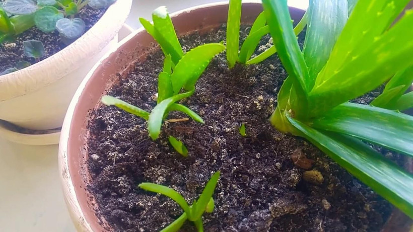 Hiç kimse farkında değilmiş - Farklı amaç için kullanıyorduk şimdi bu 3 bitki yatak odasında muhafaza ediliyor - Resim: 2