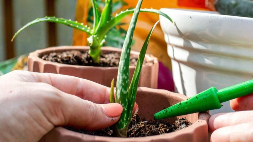 Hiç kimse farkında değilmiş - Farklı amaç için kullanıyorduk şimdi bu 3 bitki yatak odasında muhafaza ediliyor - Resim: 3