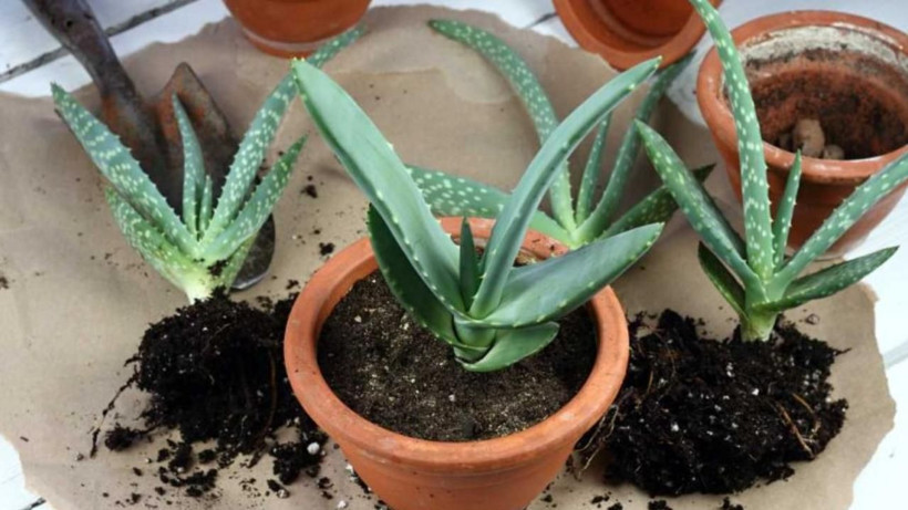 Hiç kimse farkında değilmiş - Farklı amaç için kullanıyorduk şimdi bu 3 bitki yatak odasında muhafaza ediliyor - Resim: 4