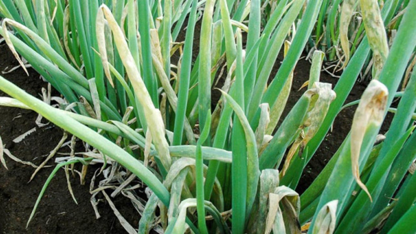 Malagalı İbnü'l - Baytar asırlar önce önermişti! Kurusunu tüketiyorduk yaşı daha faydalı çıktı - Resim: 1