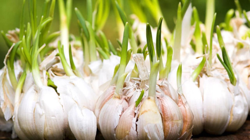 Malagalı İbnü'l - Baytar asırlar önce önermişti! Kurusunu tüketiyorduk yaşı daha faydalı çıktı - Resim: 3