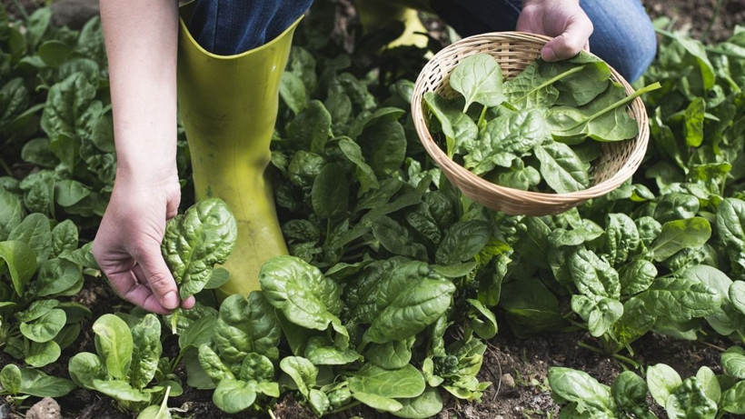 Ispanağı yıllarca yanlış tüketmişiz! Zehirlenmeyen çok şanslı: Sakın bunları yapmayın - Resim: 4