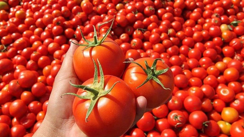 Prof. Dr. Canan Karatay domates için uyardı! Rengi böyle olanları sakın tüketmeyin - Resim: 1