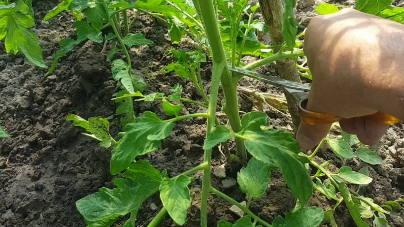 Prof. Dr. Canan Karatay domates için uyardı! Rengi böyle olanları sakın tüketmeyin - Resim: 4