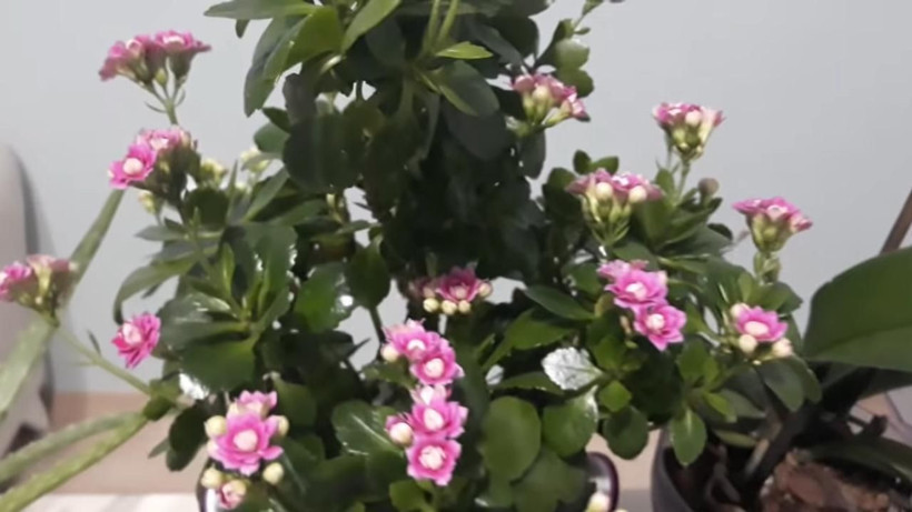 Salon çiçeklerini coşturun! Çiçeğinize 2 haftada 1 defa bundan verin - Resim: 1