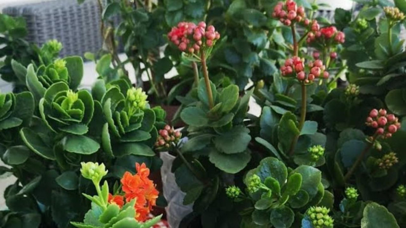 Salon çiçeklerini coşturun! Çiçeğinize 2 haftada 1 defa bundan verin - Resim: 2