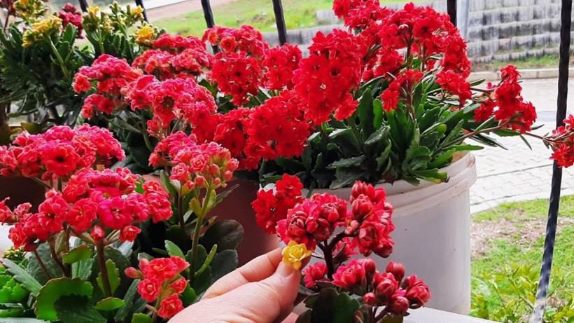 Salon çiçeklerini coşturun! Çiçeğinize 2 haftada 1 defa bundan verin - Resim: 3