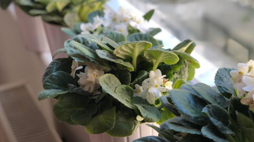 Salon çiçeklerini coşturun! Çiçeğinize 2 haftada 1 defa bundan verin - Resim: 4