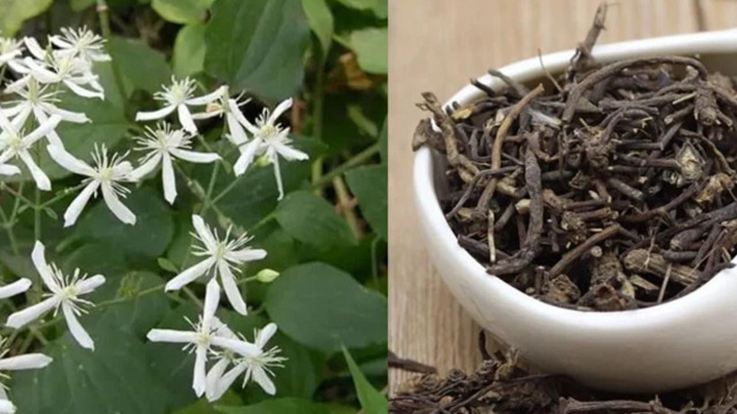 Vücutta kum gibi dağılıyor! İbn-i Sina asırlar önce kitabında önerdiği bitki - Resim: 1