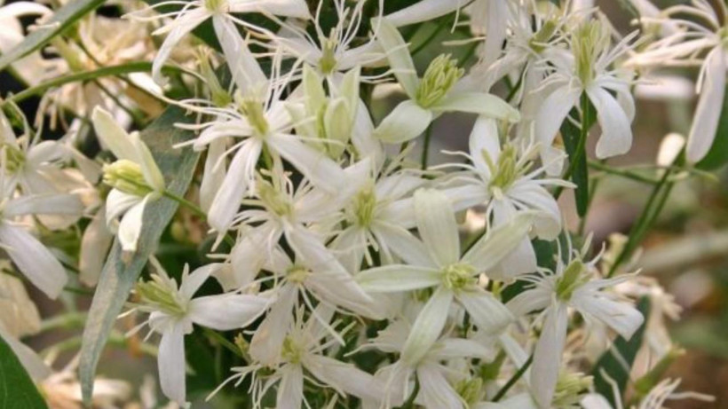 Vücutta kum gibi dağılıyor! İbn-i Sina asırlar önce kitabında önerdiği bitki - Resim: 2