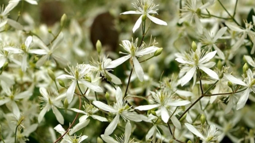 Vücutta kum gibi dağılıyor! İbn-i Sina asırlar önce kitabında önerdiği bitki - Resim: 3
