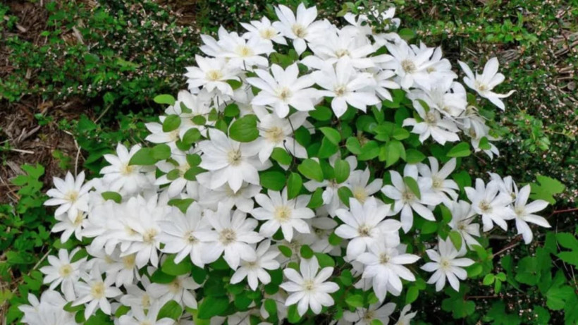 Vücutta kum gibi dağılıyor! İbn-i Sina asırlar önce kitabında önerdiği bitki - Resim: 4