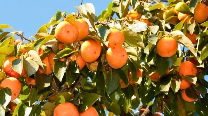 Bu meyveyi sakın böyle tüketmeyin! Sağlığa müthiş yararlar sağlıyor ama… - Resim: 3