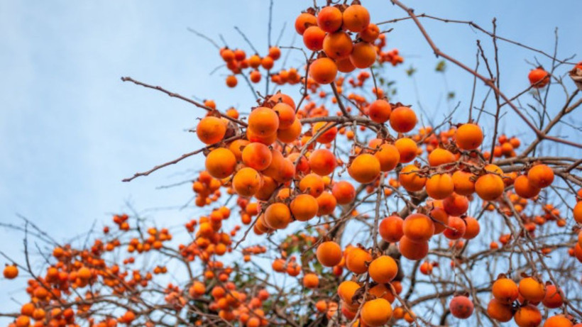 Trabzon hurmasının lezzetini 5’e katlayan tüyo- Çöpe attığınıza pişman olacaksınız - Resim: 4