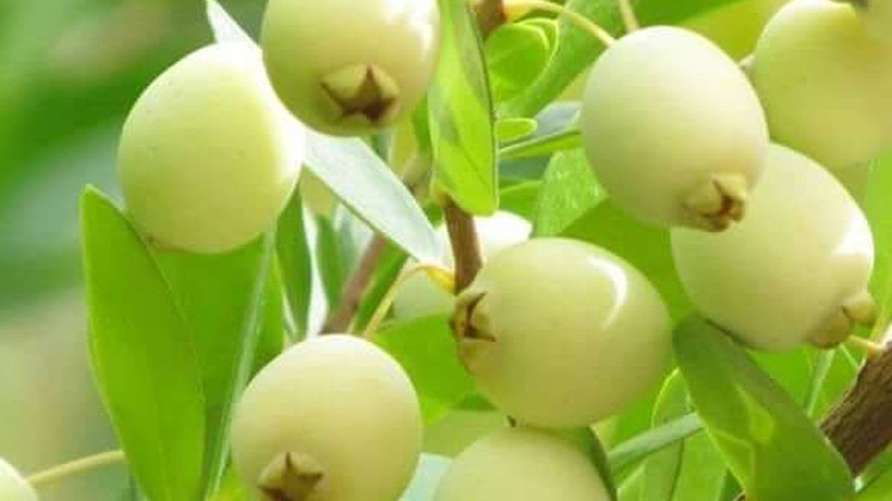 Gördüğünüz yerde mutlaka bu meyveden alın; Kalbinizi düşünüyorsanız düzenli tüketin - Resim: 1