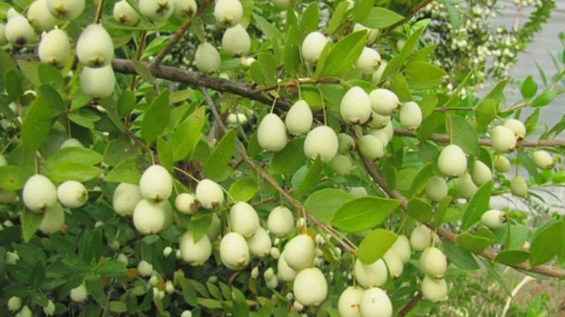 Gördüğünüz yerde mutlaka bu meyveden alın; Kalbinizi düşünüyorsanız düzenli tüketin - Resim: 2