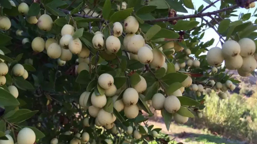 Gördüğünüz yerde mutlaka bu meyveden alın; Kalbinizi düşünüyorsanız düzenli tüketin - Resim: 4