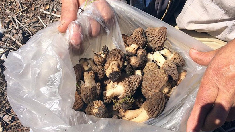 Günlük 300-500 değil tam 5 bin TL kazanıyor! Bu rakamı duyan Antalya’ya bilet alıyor - Resim: 1