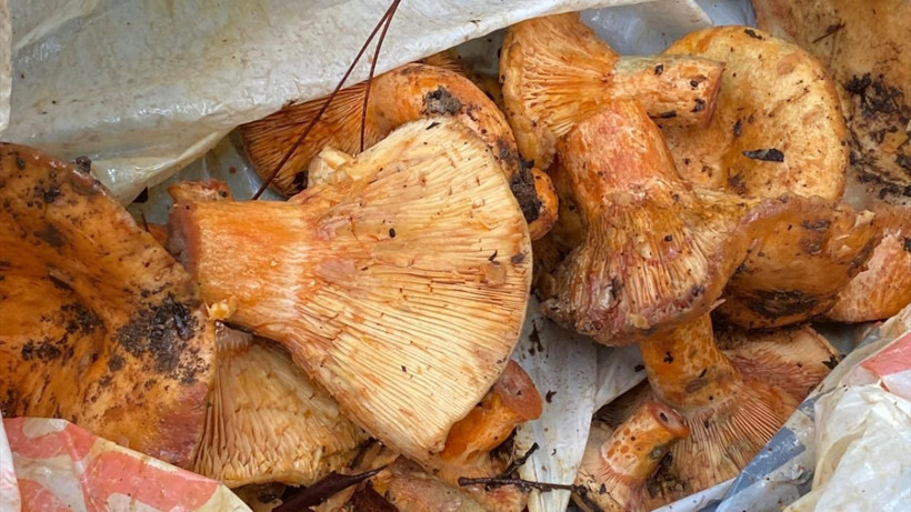 Günlük 300-500 değil tam 5 bin TL kazanıyor! Bu rakamı duyan Antalya’ya bilet alıyor - Resim: 3