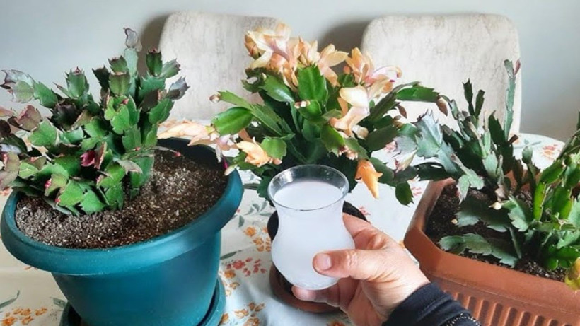 Duyduğunuzda çiçeğinize vermek isteyeceksiniz! Solan çiçekleri coşkun ırmak gibi yapan karışım - Resim: 1