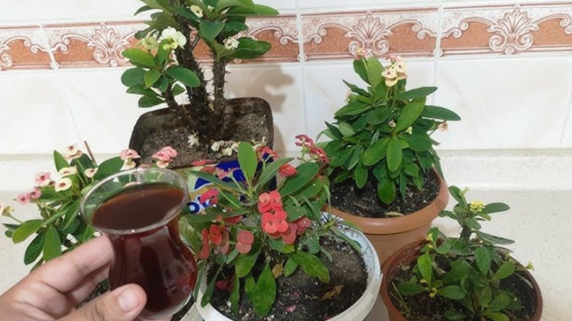 Duyduğunuzda çiçeğinize vermek isteyeceksiniz! Solan çiçekleri coşkun ırmak gibi yapan karışım - Resim: 2