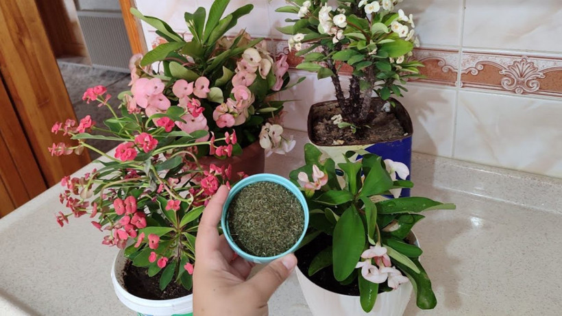 Duyduğunuzda çiçeğinize vermek isteyeceksiniz! Solan çiçekleri coşkun ırmak gibi yapan karışım - Resim: 3