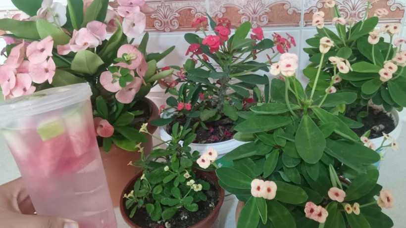 Duyduğunuzda çiçeğinize vermek isteyeceksiniz! Solan çiçekleri coşkun ırmak gibi yapan karışım - Resim: 4