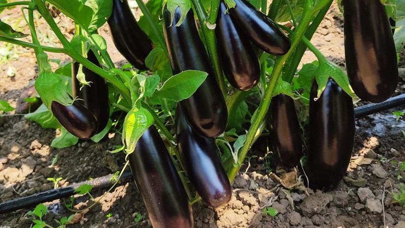 Doğal yolla basura şifa oluyor* neredeyse herkesin mutfağında var - Resim: 2