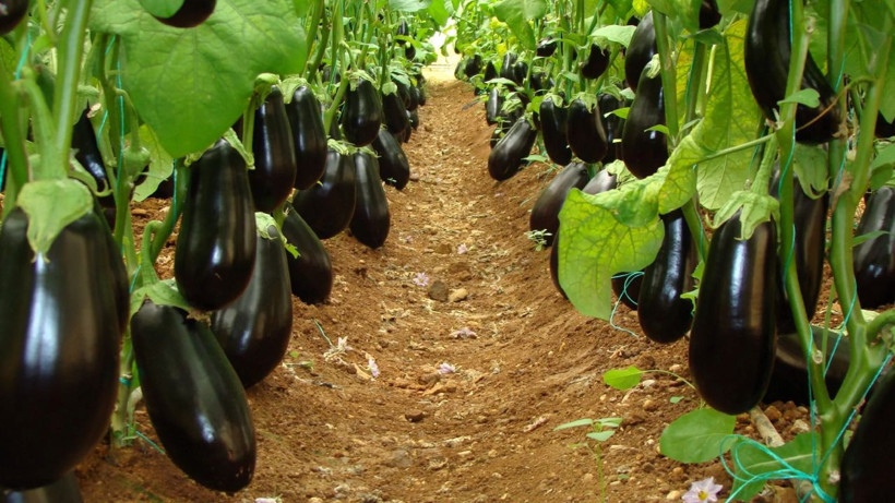 Doğal yolla basura şifa oluyor* neredeyse herkesin mutfağında var - Resim: 3