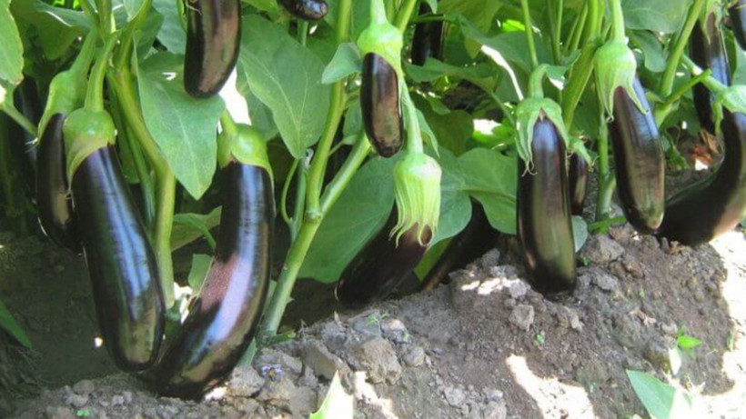 Doğal yolla basura şifa oluyor* neredeyse herkesin mutfağında var - Resim: 1