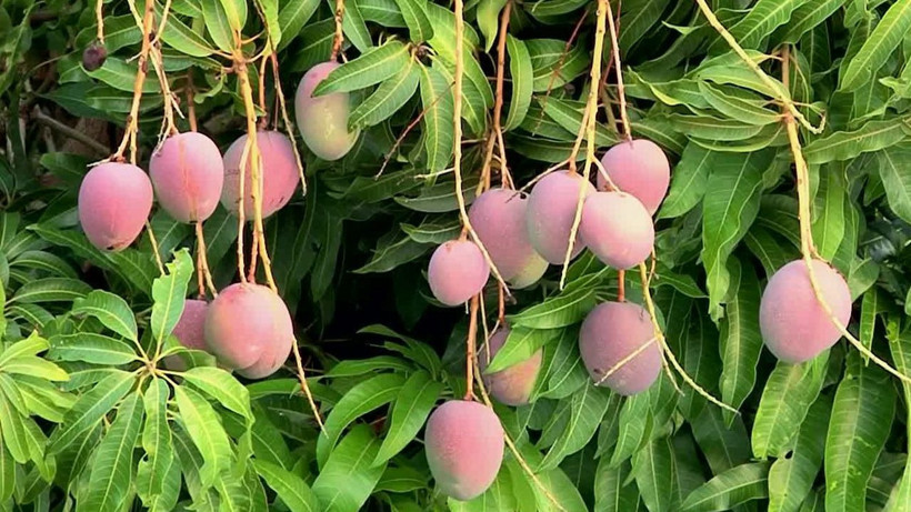 Kilosunu dolarla satan köşelik oluyor - Bahçenize bu meyveden dikin! Sadece 3 yıl bekleyin - Resim: 1