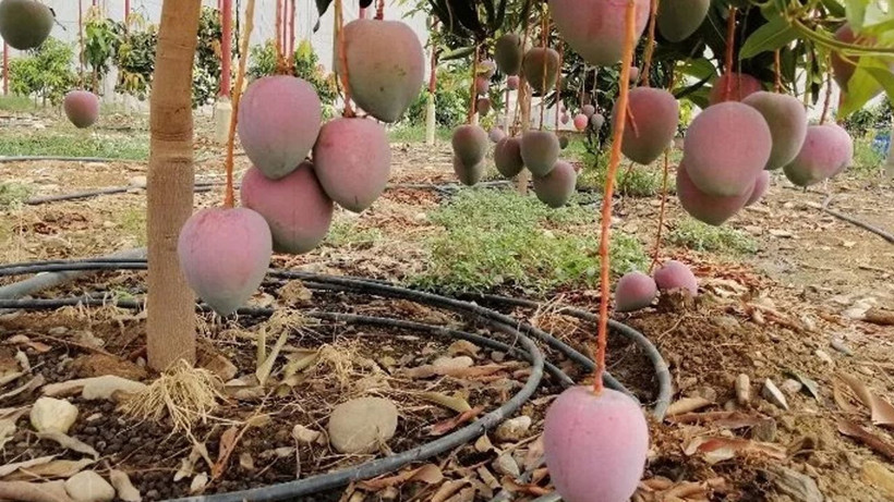 Kilosunu dolarla satan köşelik oluyor - Bahçenize bu meyveden dikin! Sadece 3 yıl bekleyin - Resim: 4