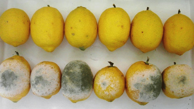 Limonlar küfleniyor mu? Bu tüyo sayesinde aylarca bozulmuyor ve sulu kalıyor - Resim: 3